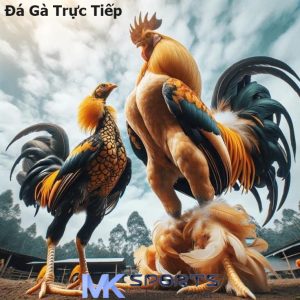 Đá Gà Trực Tiếp